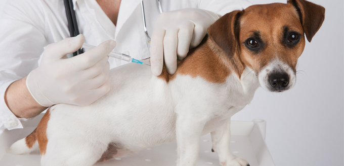 Kesehatan Umum Waspadai Pengertian Dan Gejala Rabies Disekitarmu